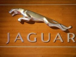 Jaguar    
